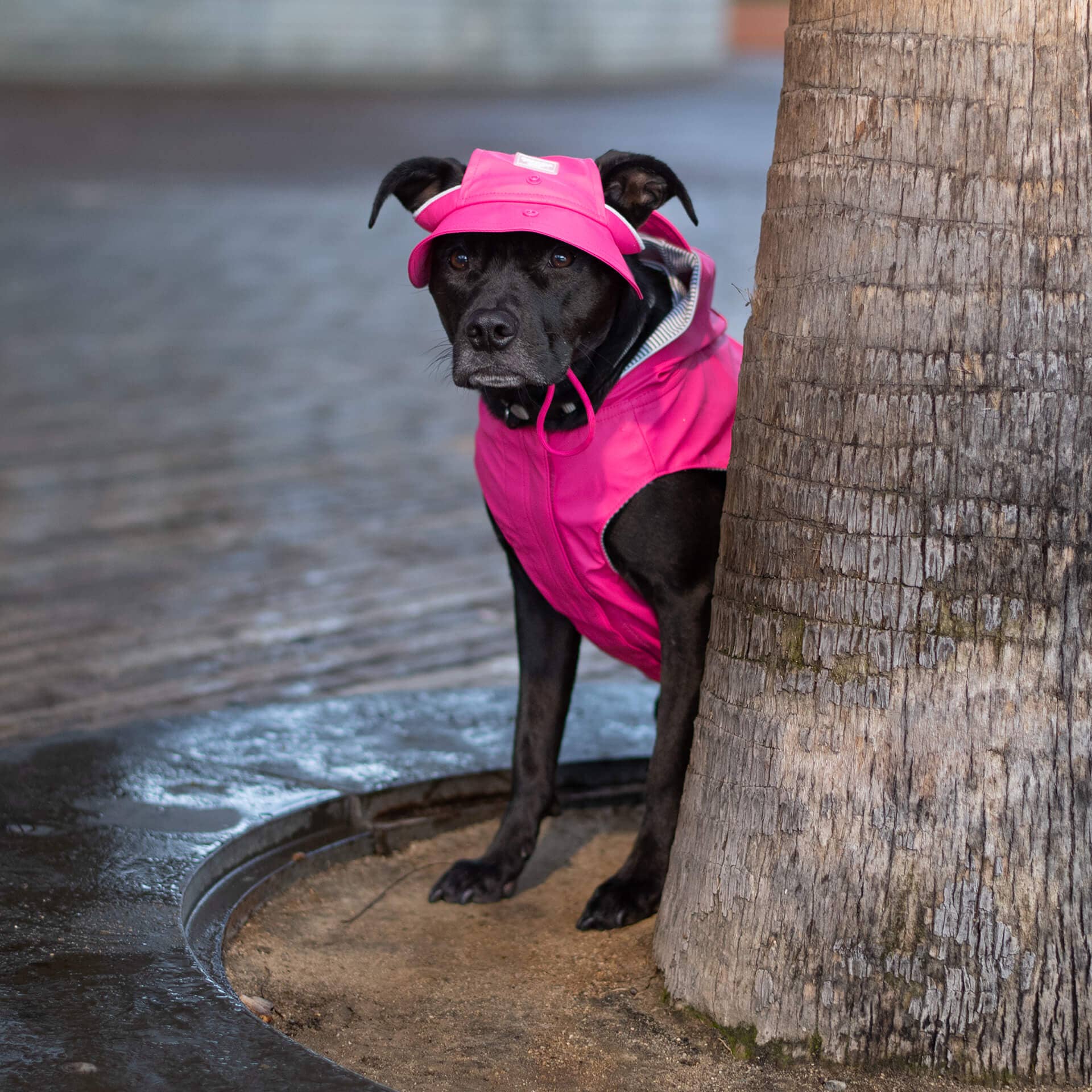 Torrential Tracker Rain Hat- Dog Hat