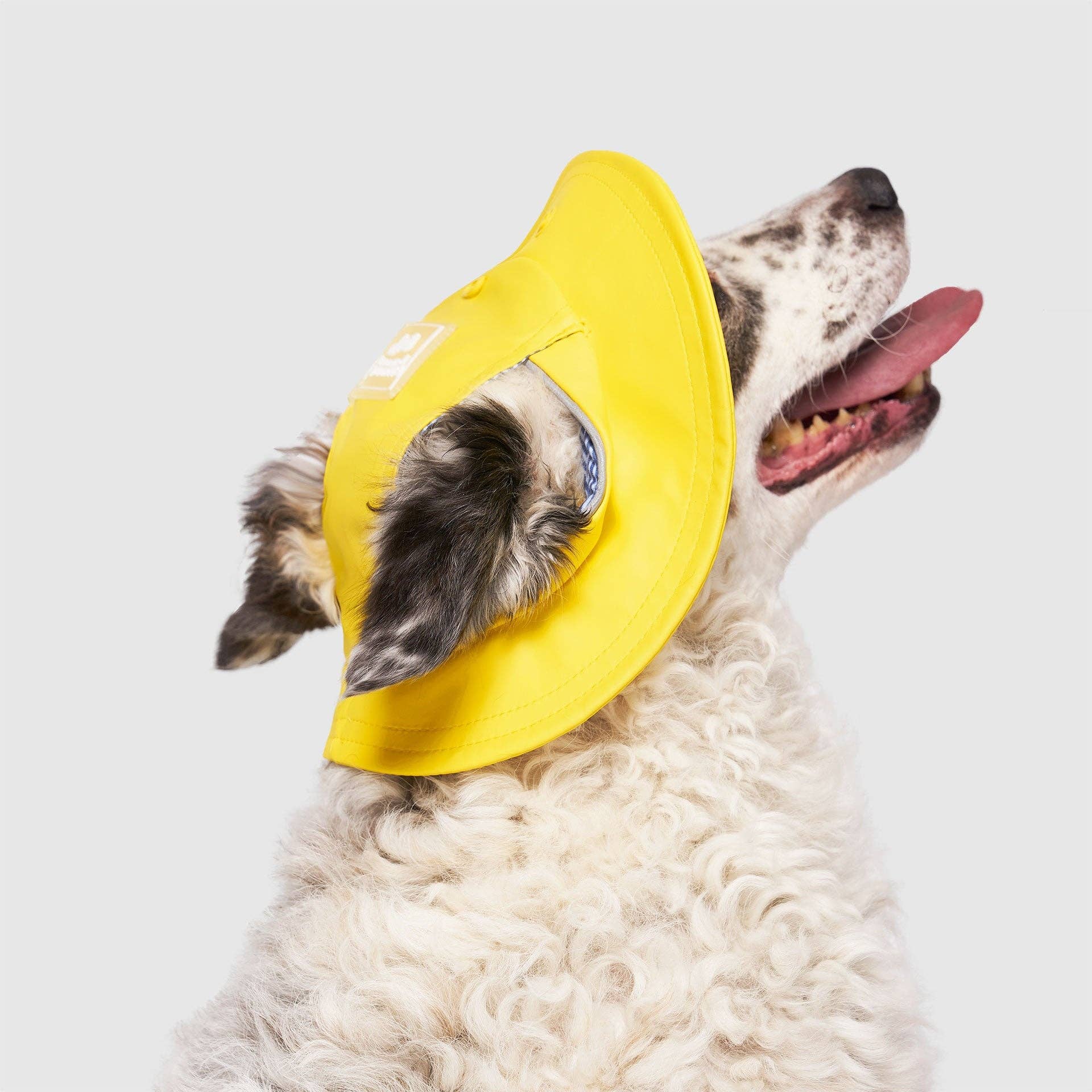 Torrential Tracker Rain Hat- Dog Hat