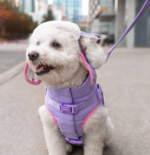 Cool Factor Aviator Hat