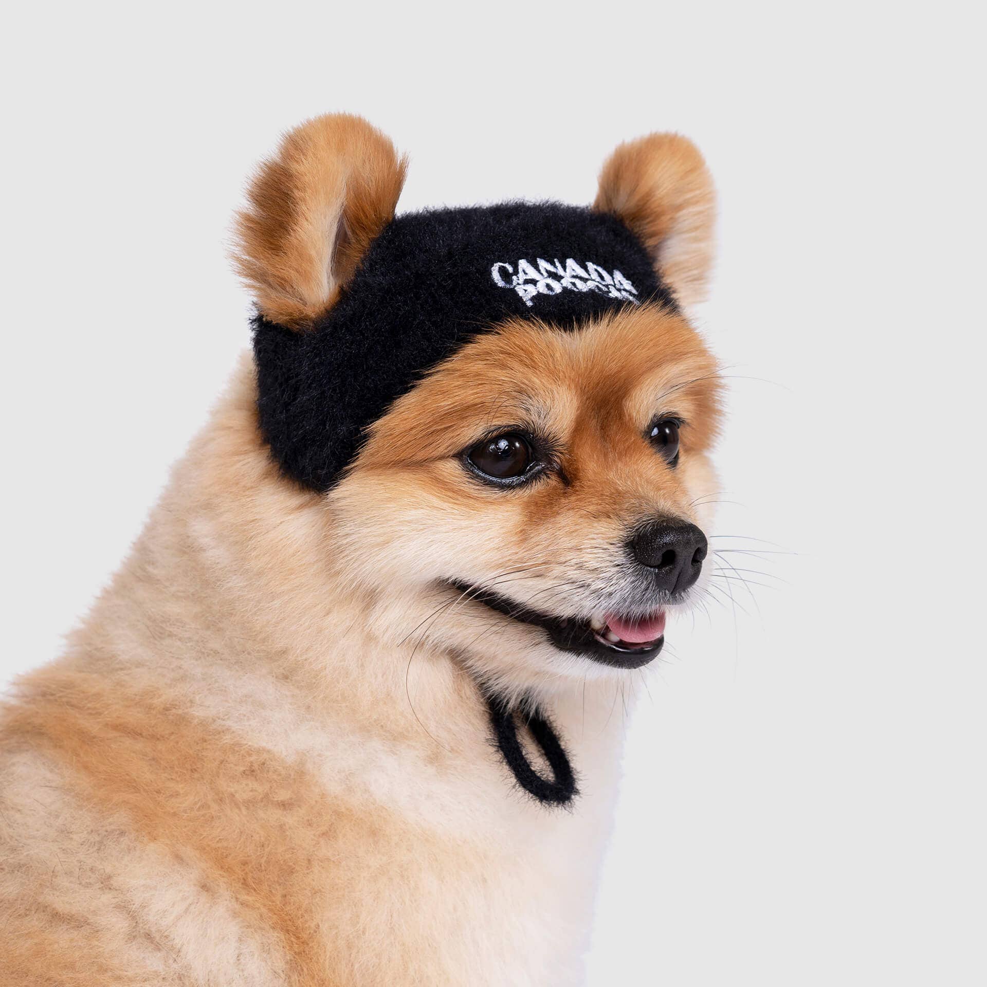 Pawparazzi Beanie- Dog Hat